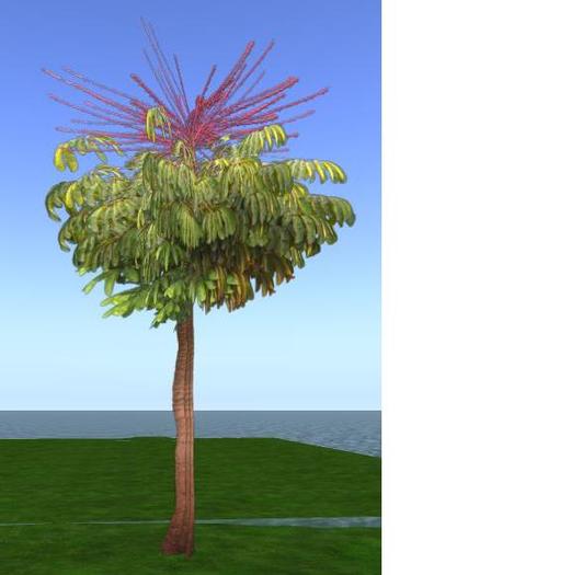 Tree: Umbrella tree - Schefflera 