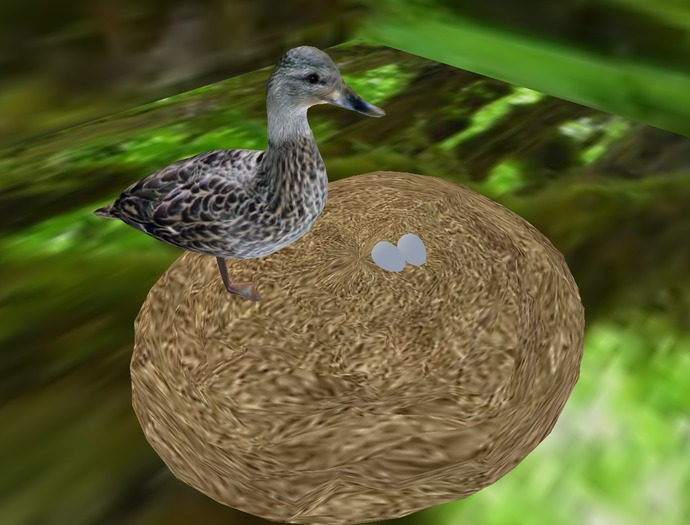 (SD)Duck chore(feed seed and gather eggs