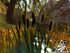 Cattail2