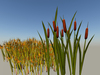 Cattail3