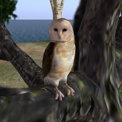 Barn Owl v1.2