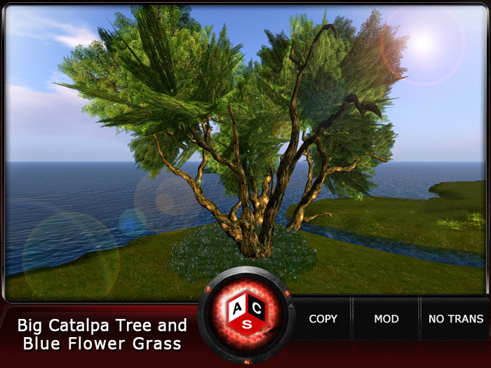 ACS Big Catalpa Tree and Blue Flower Grass