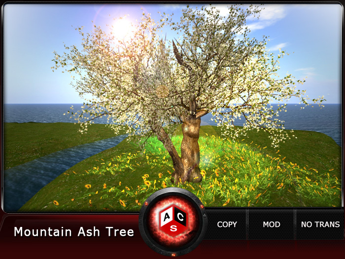 ACS Mountain Ash Tree