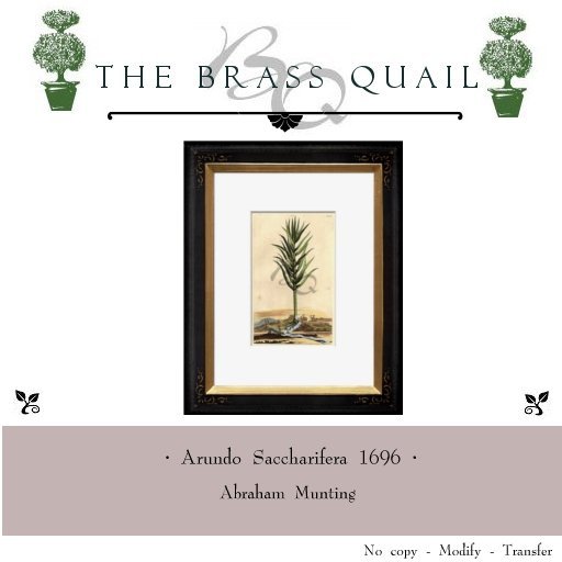 · Arundo Saccharifera c. 1696 ·