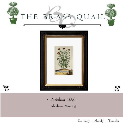 · Portulaca c. 1696 ·