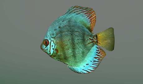 Second Life Marketplace - Discus fish brown lines with texture full ...