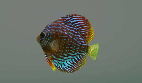 Second Life Marketplace - mesh Discus fish blue lines with texture full ...