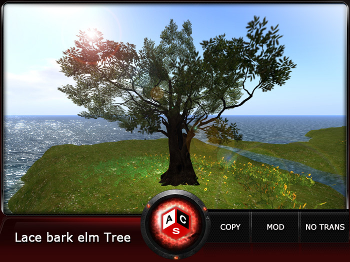 ACS Lace bark elm Tree