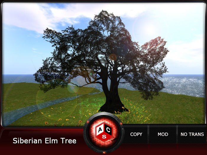 ACS Siberian elm Tree