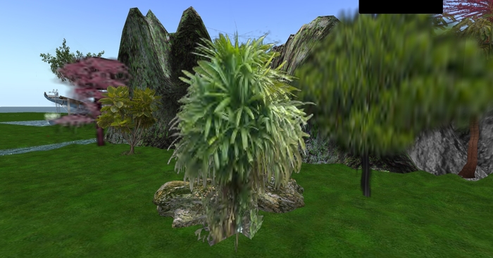 Tree: Raphis palm - Palmerita china 