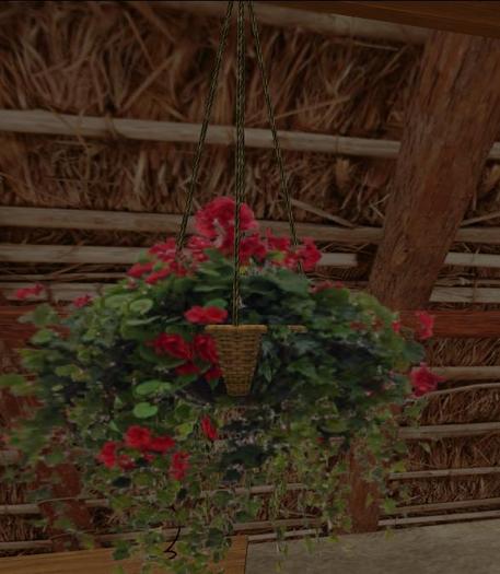 Red geranium in hanging basket