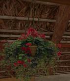 Red geranium in hanging basket
