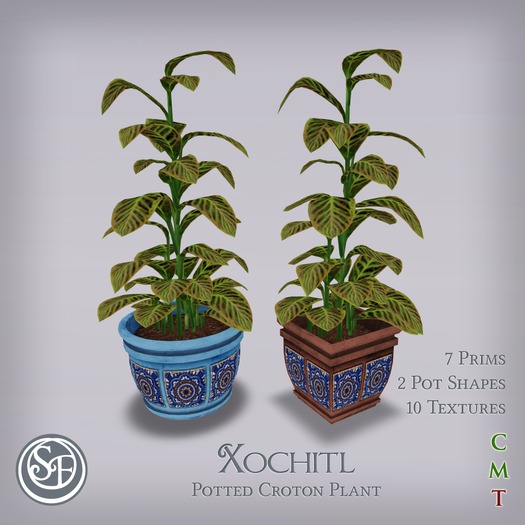 .:SF:. "Xochitl" Potted Croton Plant