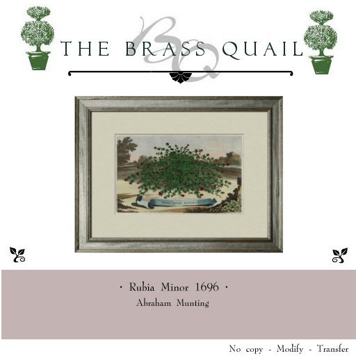 · Rubia Minor 1696 ·