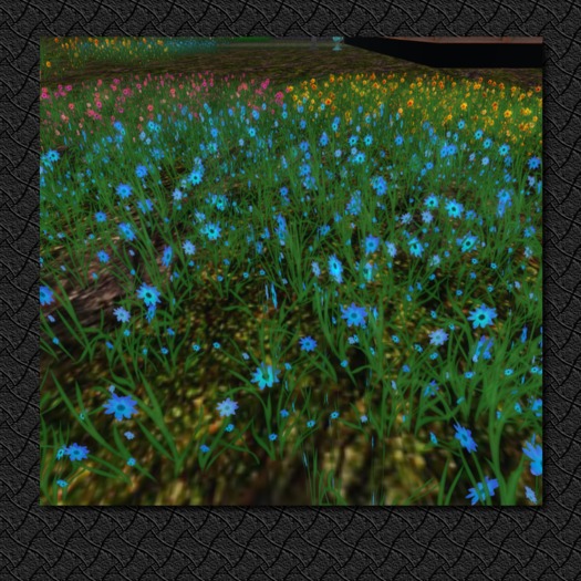 *OTM* blue daisies