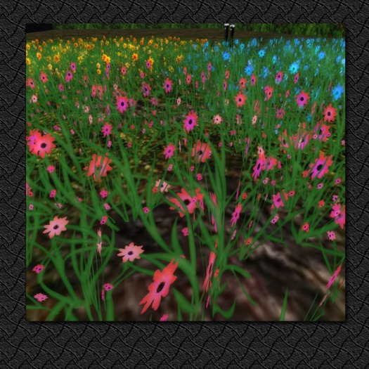 *OTM* Pink Daisies