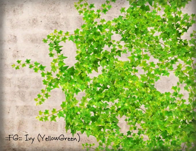 ::FG:: Ivy (YellowGreen) copy