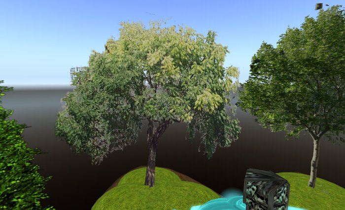 Dreamscape Sophora Tree 20m