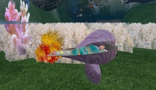 ROCKING  CRADLE SHELL