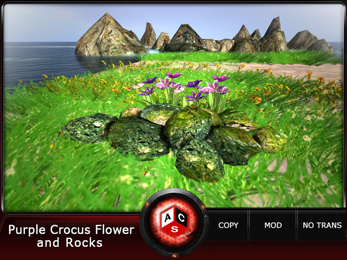 ACS Purple Crocus Flower and Rocks