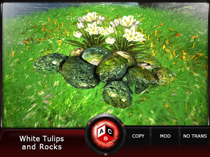 ACS White Tulips  and Rocks