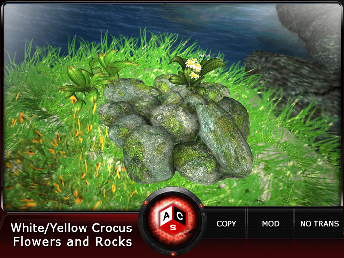 ACS White/Yellow Crocus Flowers and Rocks