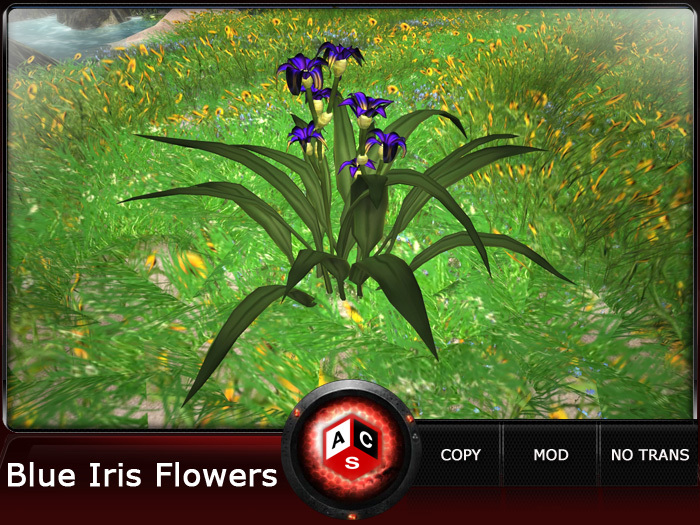 ACS Blue Iris Flowers
