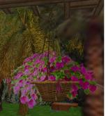 Impatients hanging basket