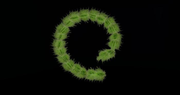 [ TL ] FURNITURE Aspargus Plant (22) - DOLLARBIE