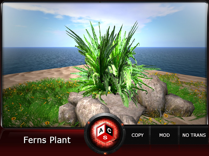 ACS Ferns Plant