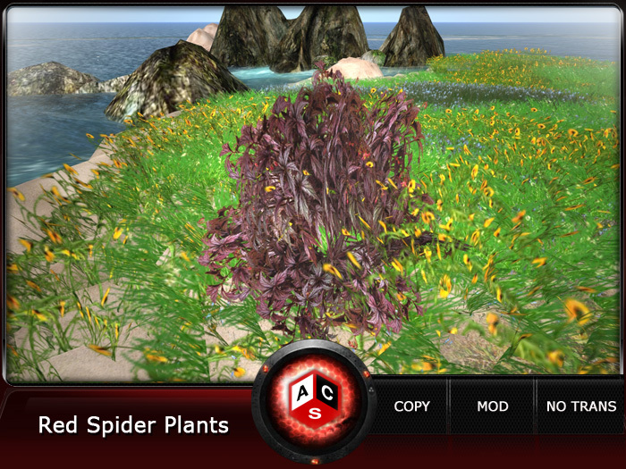 ACS Red Spider Plants