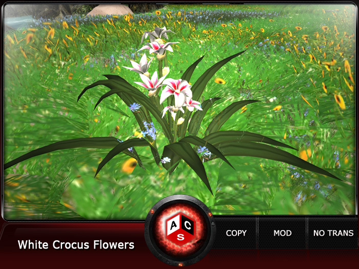 ACS White Crocus Flowers