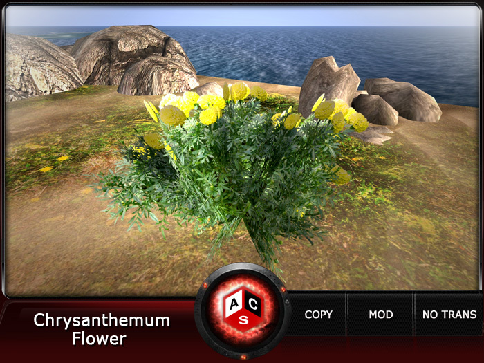 ACS Chrysanthemum Flower