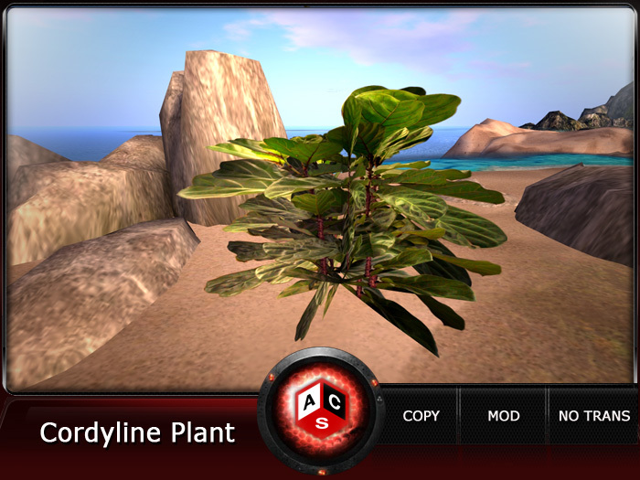 ACS Cordyline Plant