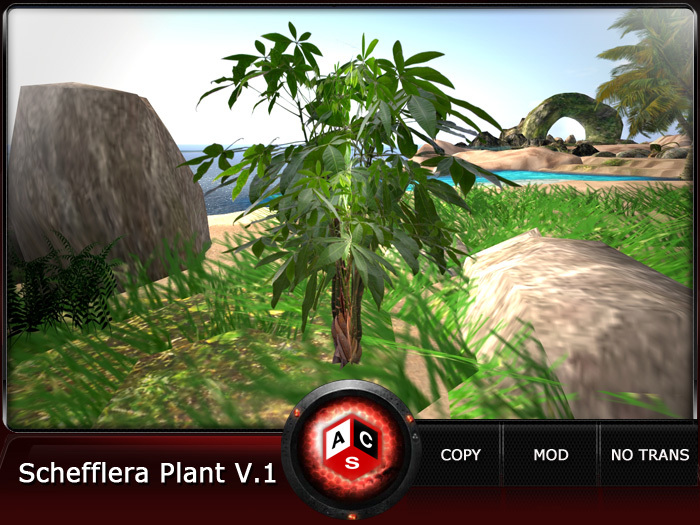 ACS Schefflera Plant V.1