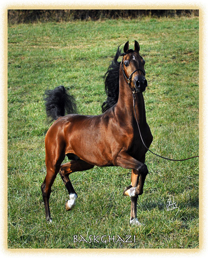 Horse sound