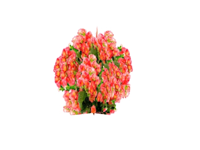 1 prim Orange Flower 1