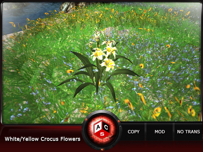 ACS White/Yellow Crocus Flowers