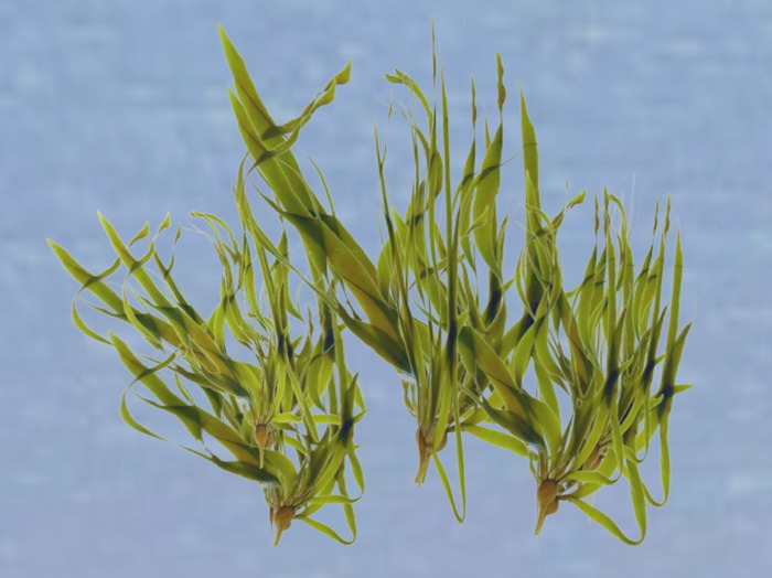 Copyable Kelp Plant with Deep Sea Underwater Sound