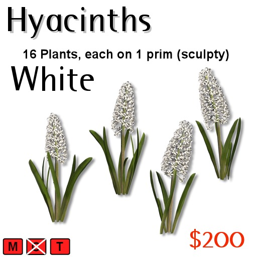 DAZ White Hyacinth Plants