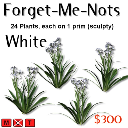 CBS White Forget-Me-Not Plants