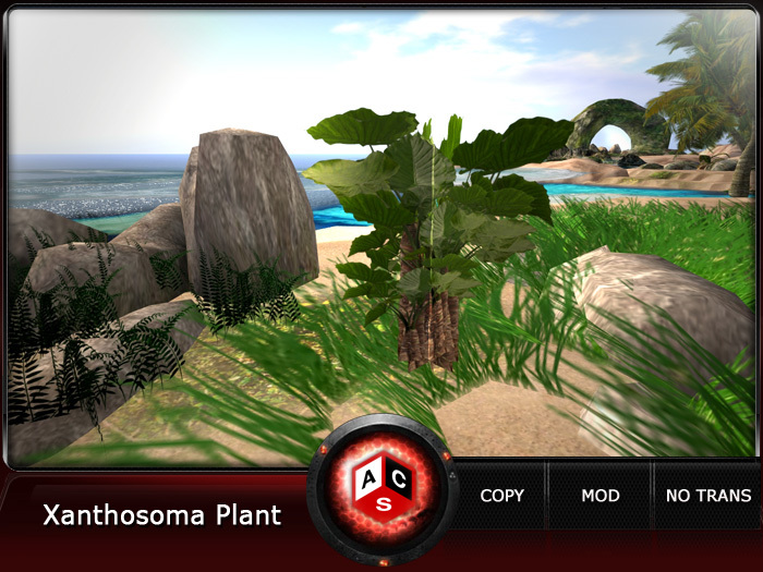 ACS Xanthosoma Plant