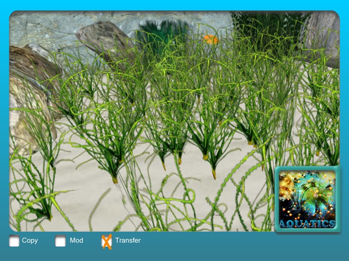 Aquatic Plant Patch Crinum