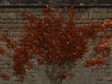Autumn Creeper (One of the items from our Autumn flowers, plants, trees, climbers, shrubs and landscaping section)