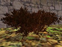 Autumn Bush: Rust (One of our many Autumn and Fall entries for plants, trees, shrubs and gardens)
