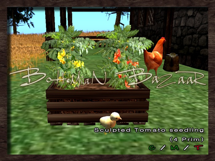 Tomato Seedling /  Vegetable 
