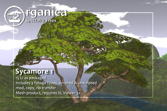 [ Organica ] Sycamore 1