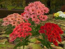 Chrysanthemums: Pinks (One of our many Autumn and Fall entries for plants, trees, shrubs and gardens)