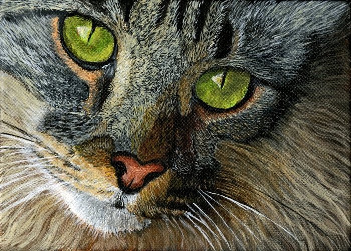Cat Face Tabby