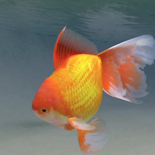 Second Life Marketplace Goldfish swims the water of your property